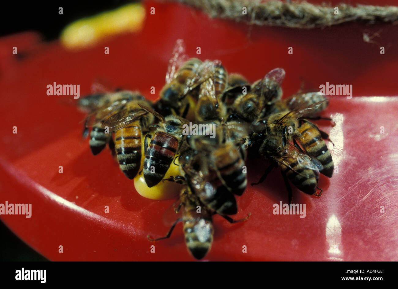 Honey bees feeding on sugar solution North America Stock Photo - Alamy