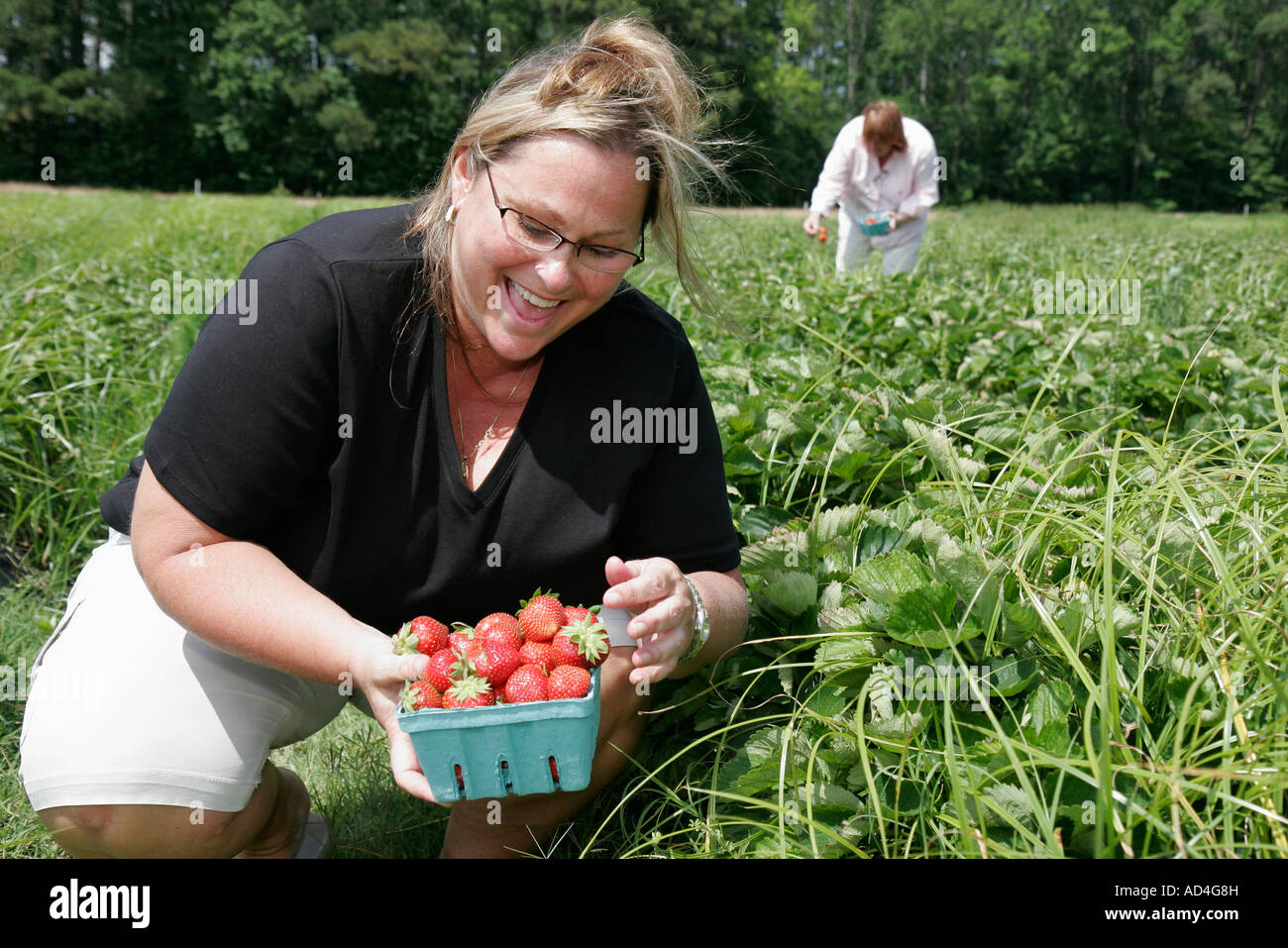 Virginia Beach,Pungo,Henley Farm Market,pick your own strawberries