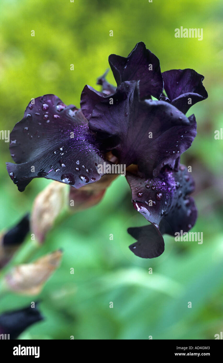 Black Iris ,Iridaceae Stock Photo