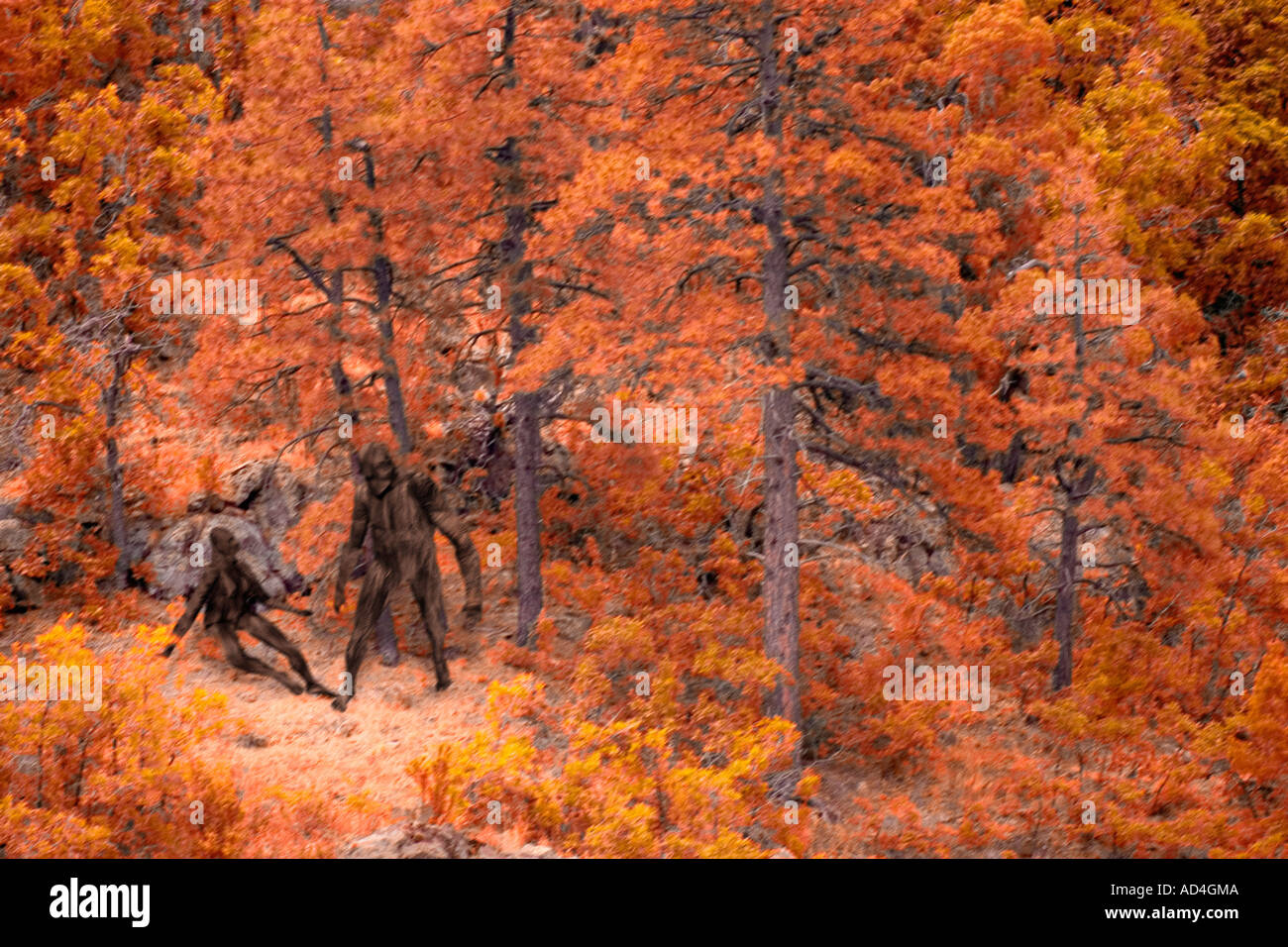 Bigfoot, Male & Female  (Autumn version) Stock Photo