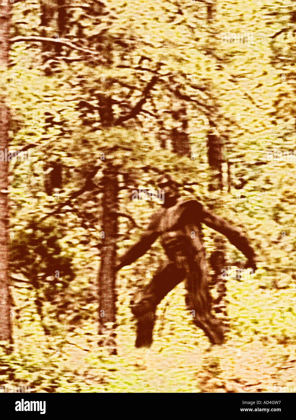 Cropped, Close-up of Bigfoot (Vintage B&W version) Stock Photo