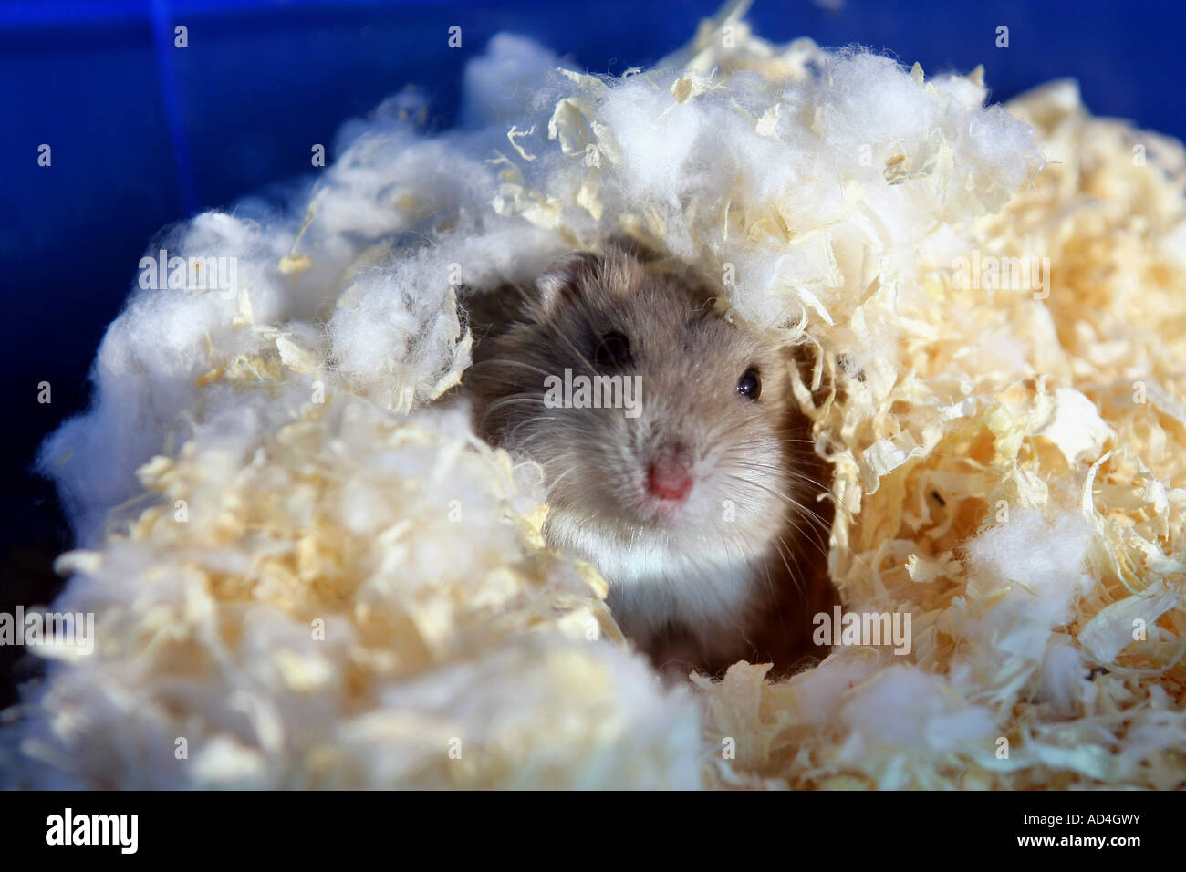 Hamster in sawdust and cotton Stock Photo - Alamy