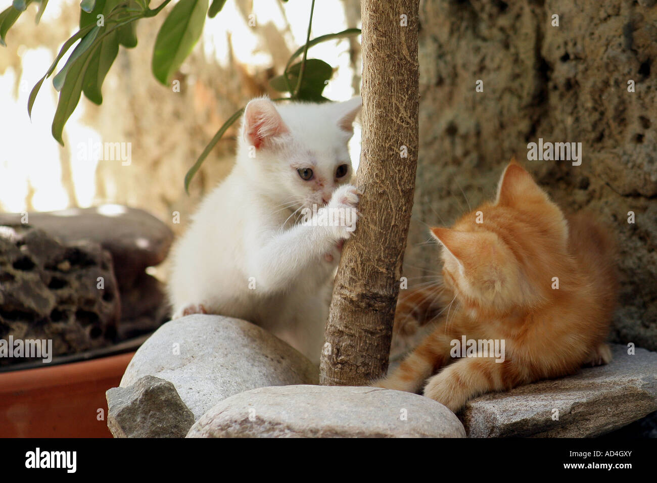 Kittens playing outside hi-res stock photography and images - Alamy