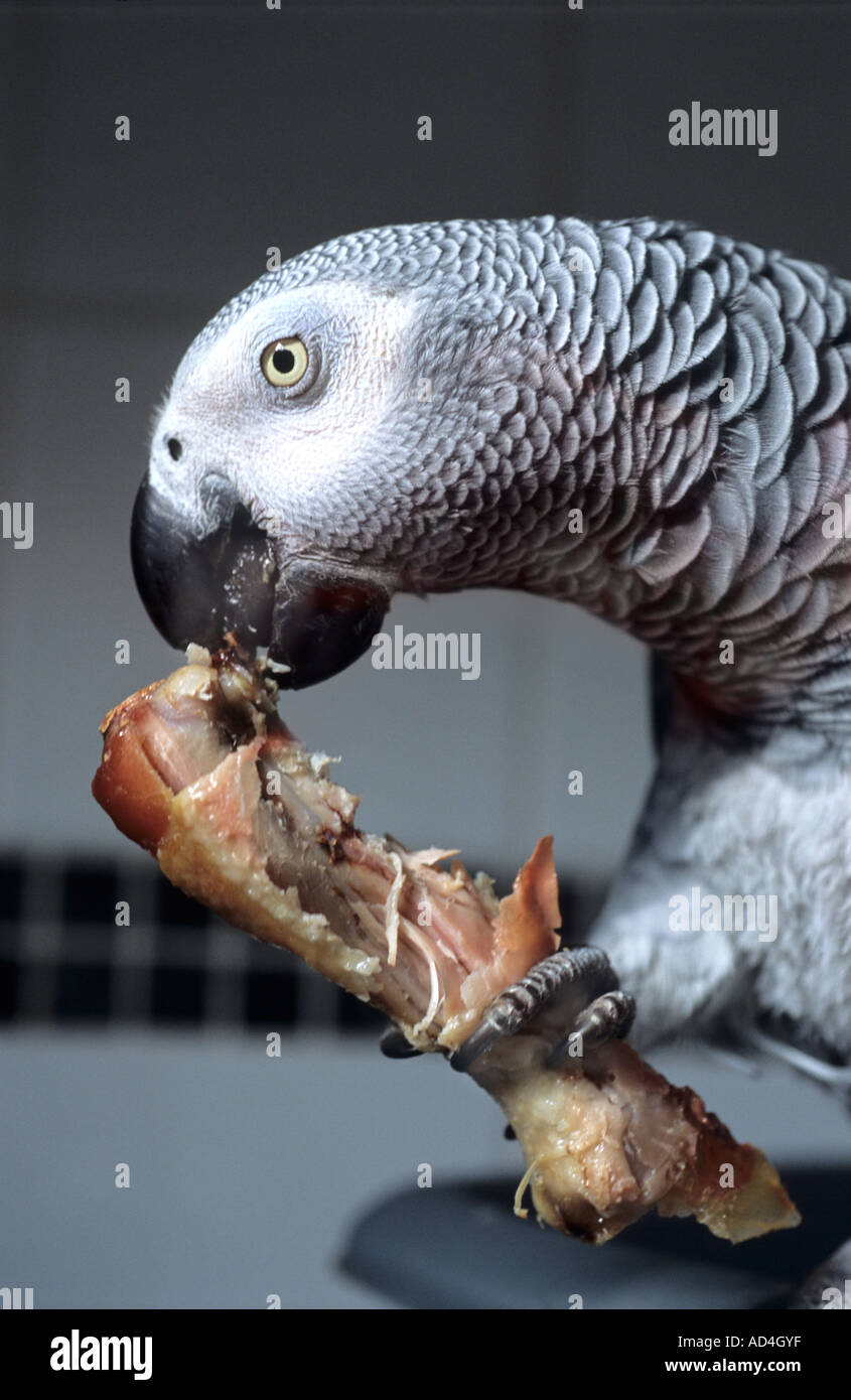 Cannibalism hires stock photography and images Alamy