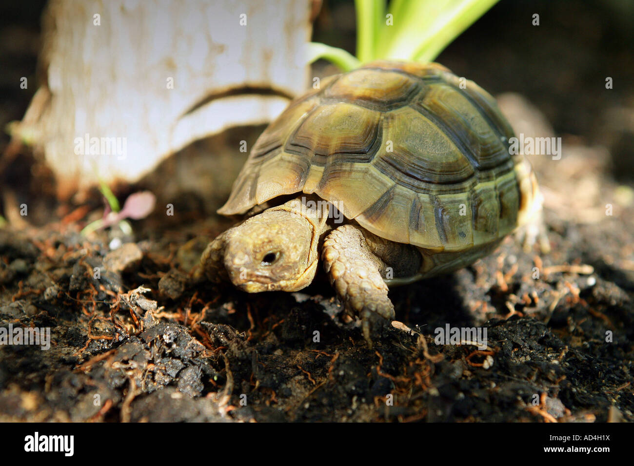 Bony Shell Bony shell hi-res stock photography and images - Alamy