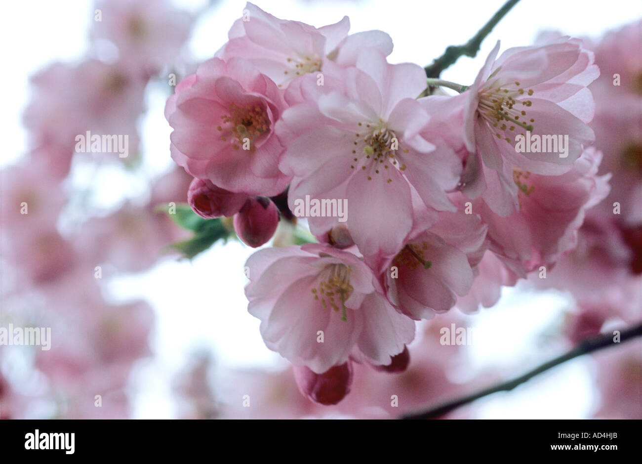 Double pink cherry blossom Prunus accolade Stock Photo