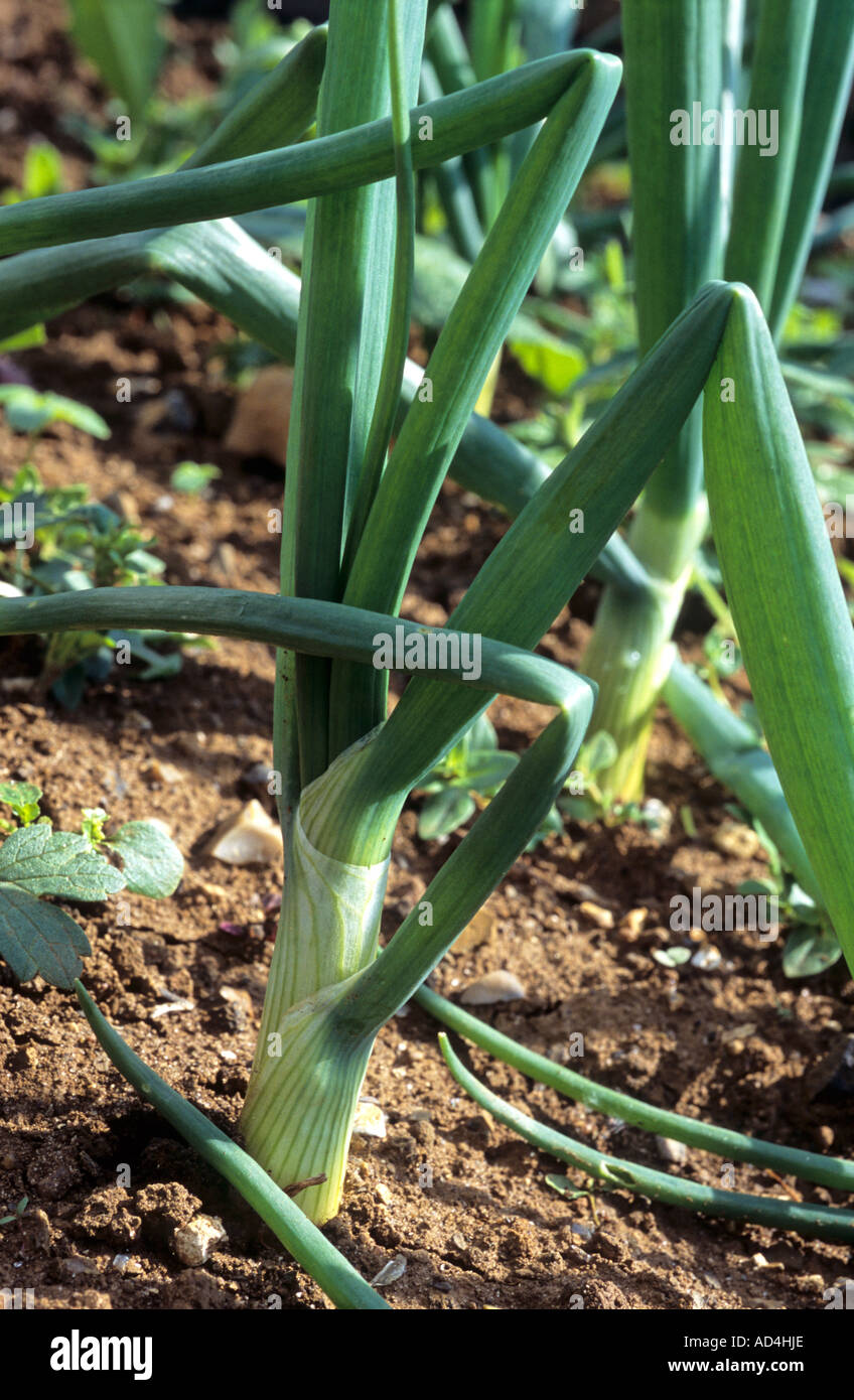 Onion plant growing Stock Photo