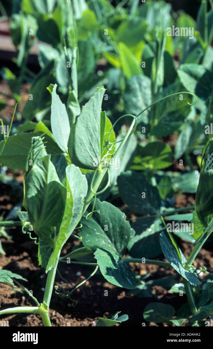 Pea plant growing Stock Photo