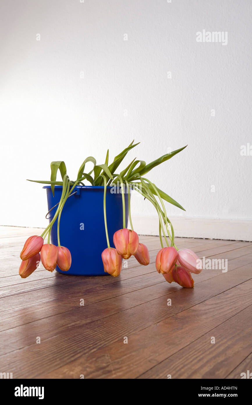 Wilting tulips in a bucket Stock Photo