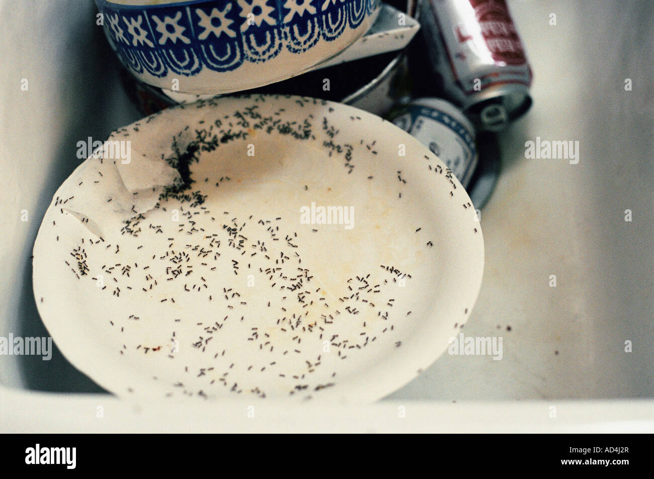 Ants crawling over dirty dishes in a sink Stock Photo Alamy