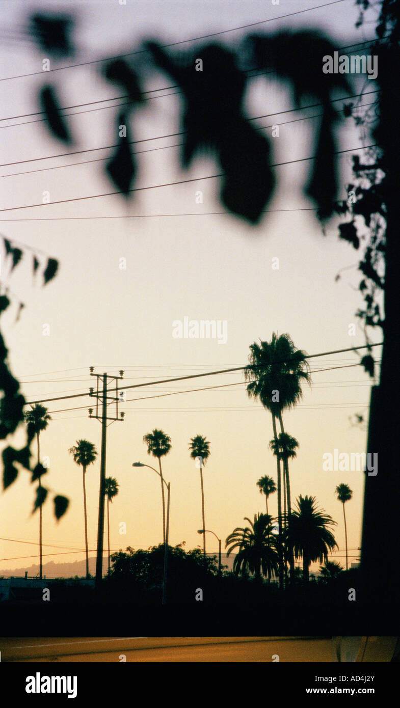 Palm lines hires stock photography and images Alamy