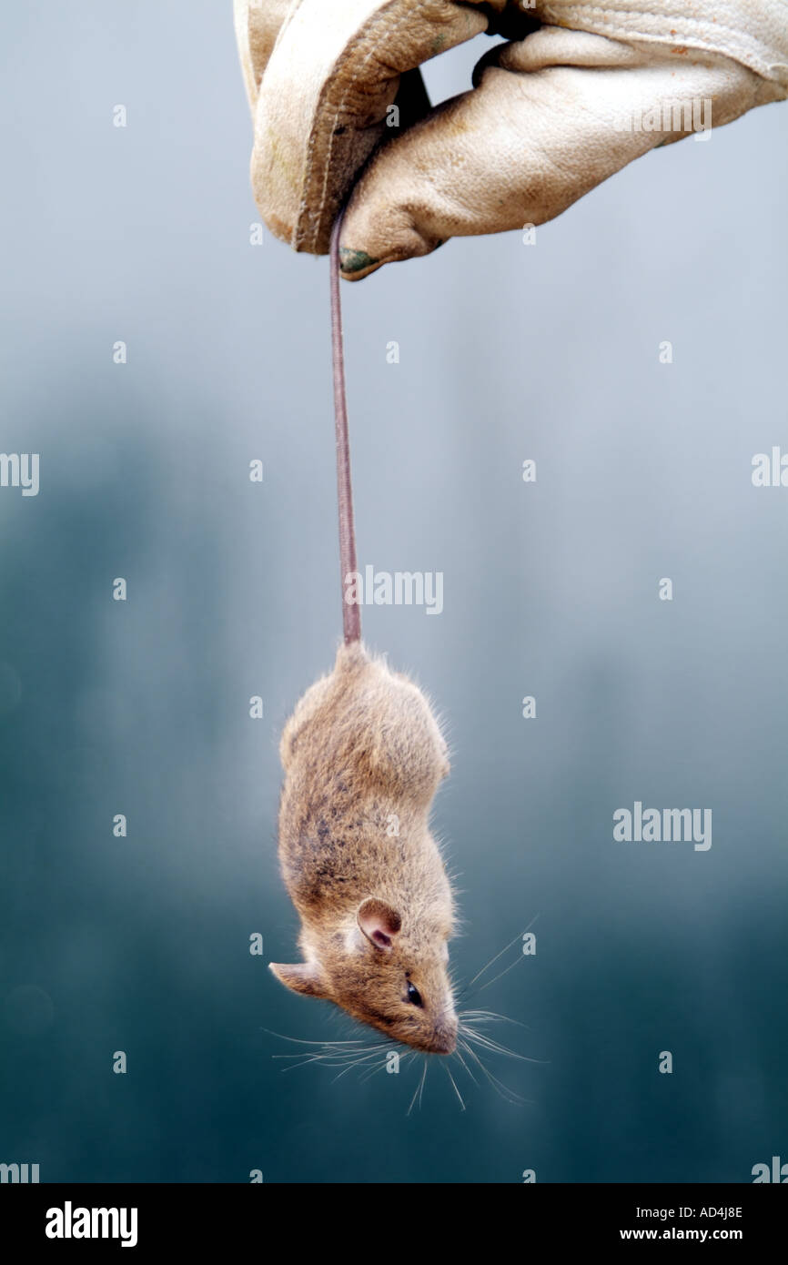 Gloved hand holding a dead mouse Stock Photo