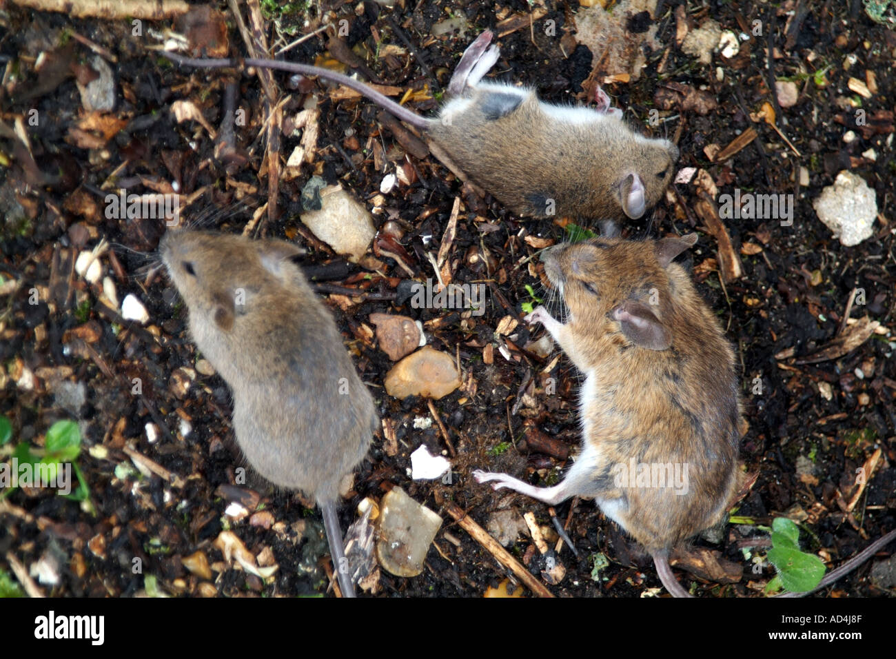 three dead mice Stock Photo Alamy