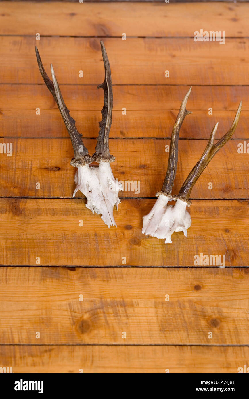 Two mountain goat skulls mounted on a wall Stock Photo - Alamy