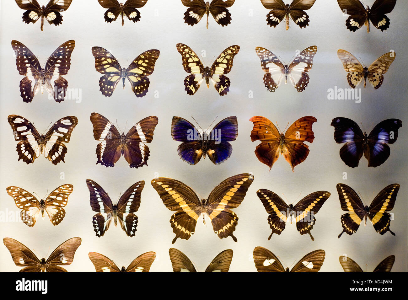 Butterflies in a museum display Stock Photo