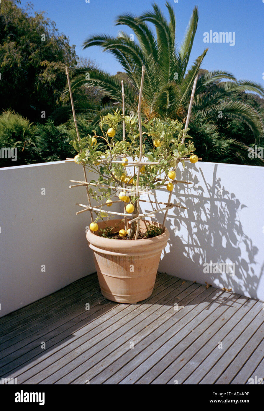 A lemon tree growing on a balcony Stock Photo Alamy