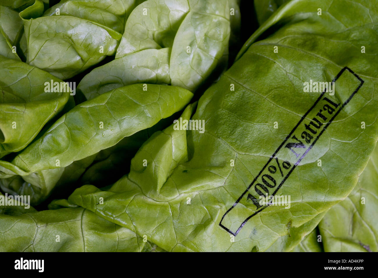 Butter lettuce stamped '100% Natural' Stock Photo