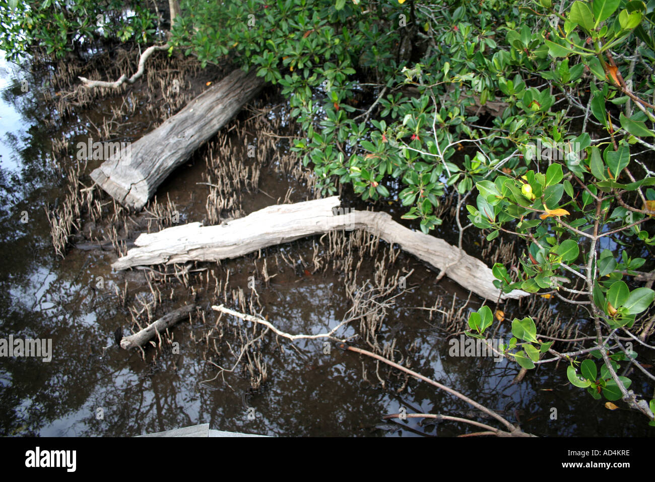 Ade 338 Australia,Stilt-Rooted Mangroves (Rhizophora stylosa) Stock Photo