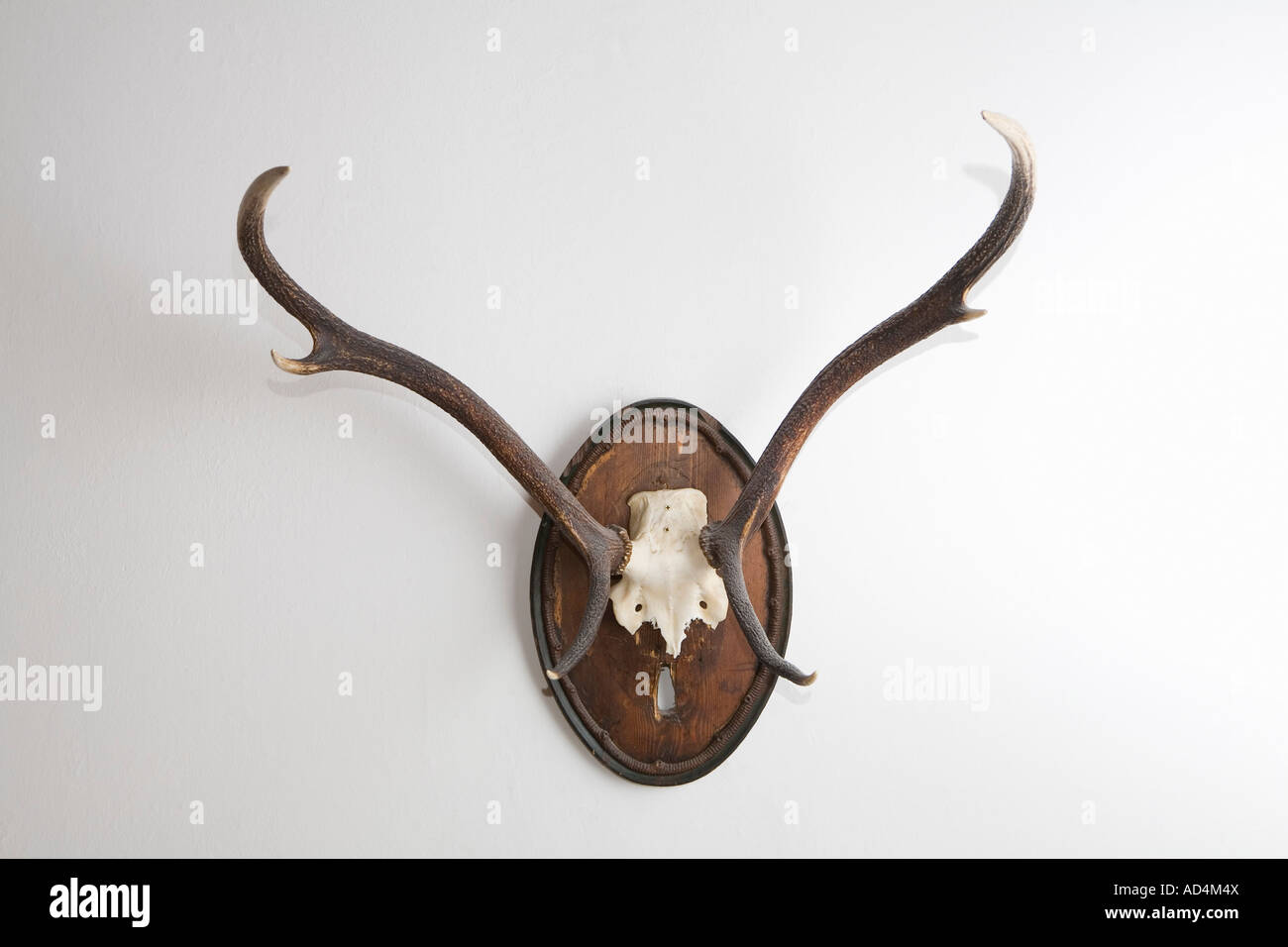Antlers on the wall Stock Photo - Alamy