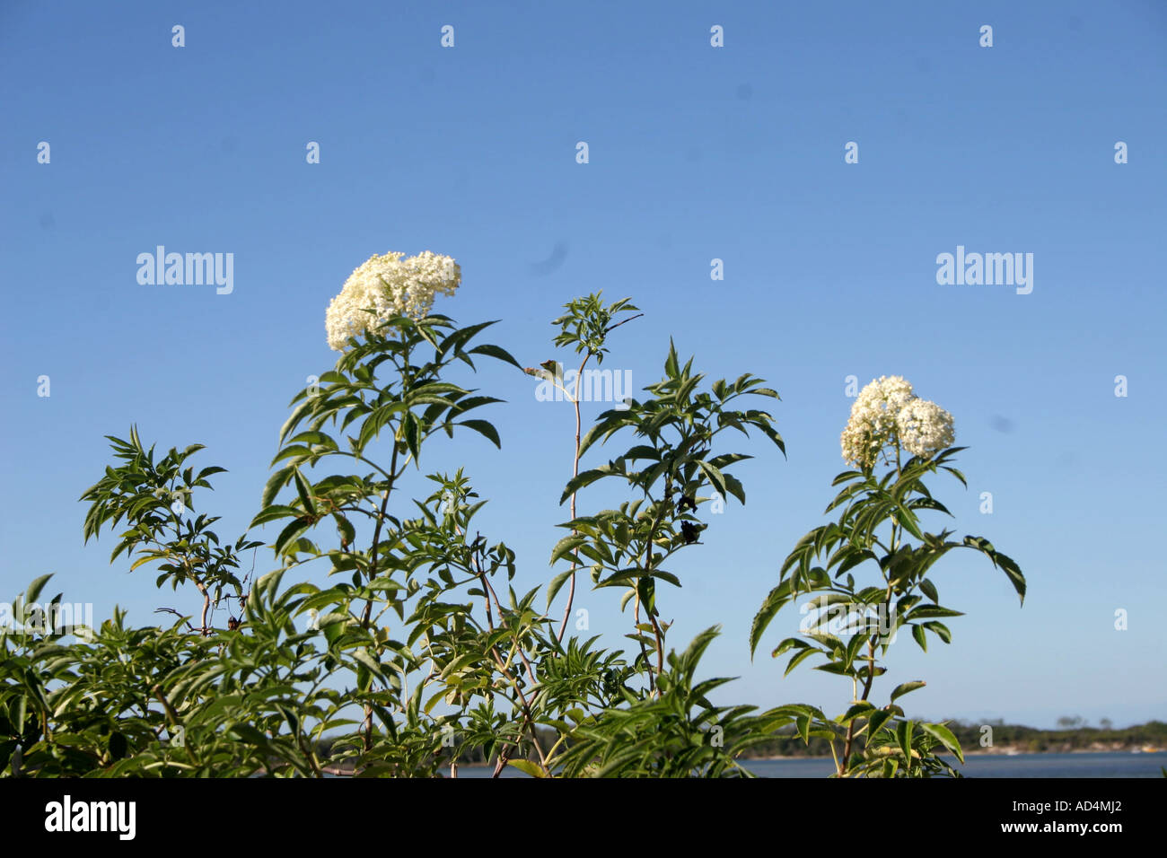 Ade 299 Elderflowers or Crofton Weed or Eupatory (Ageratina adenophora) Stock Photo