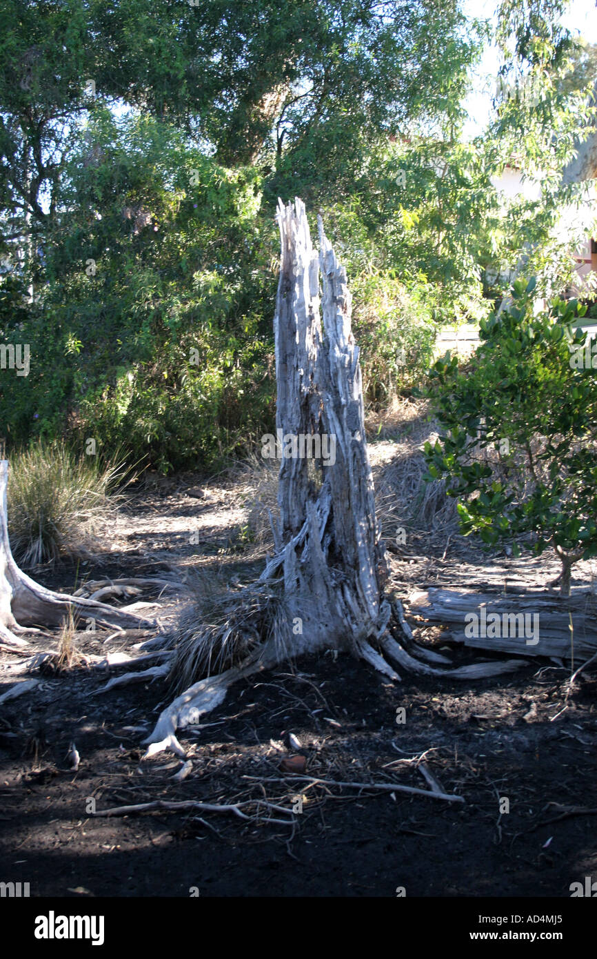 Ade 298 Australia,Stilt-rooted Mangroves (Rhizophora stylosa) Stock Photo