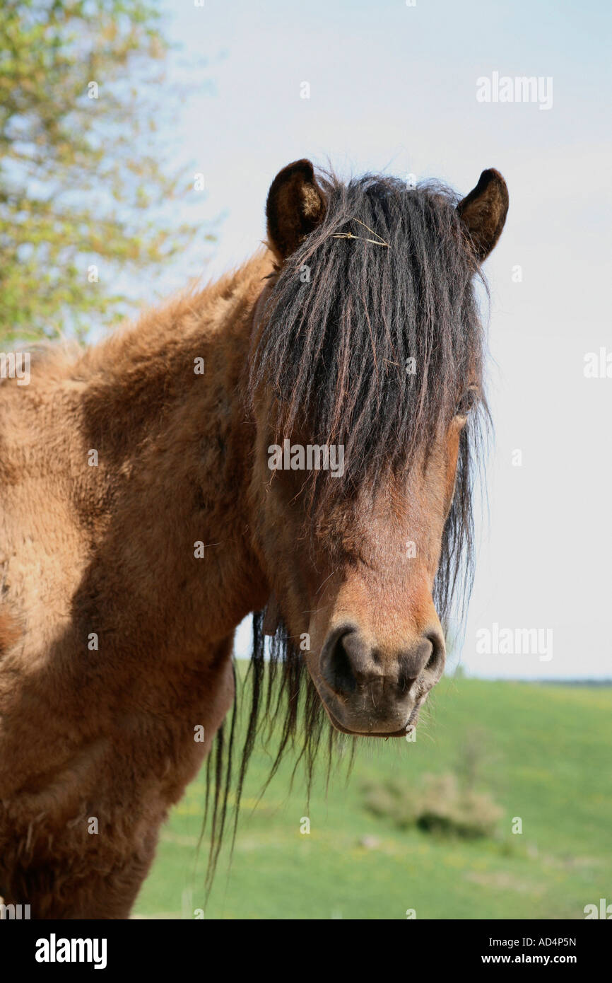 A brown horse in a field Stock Photo - Alamy