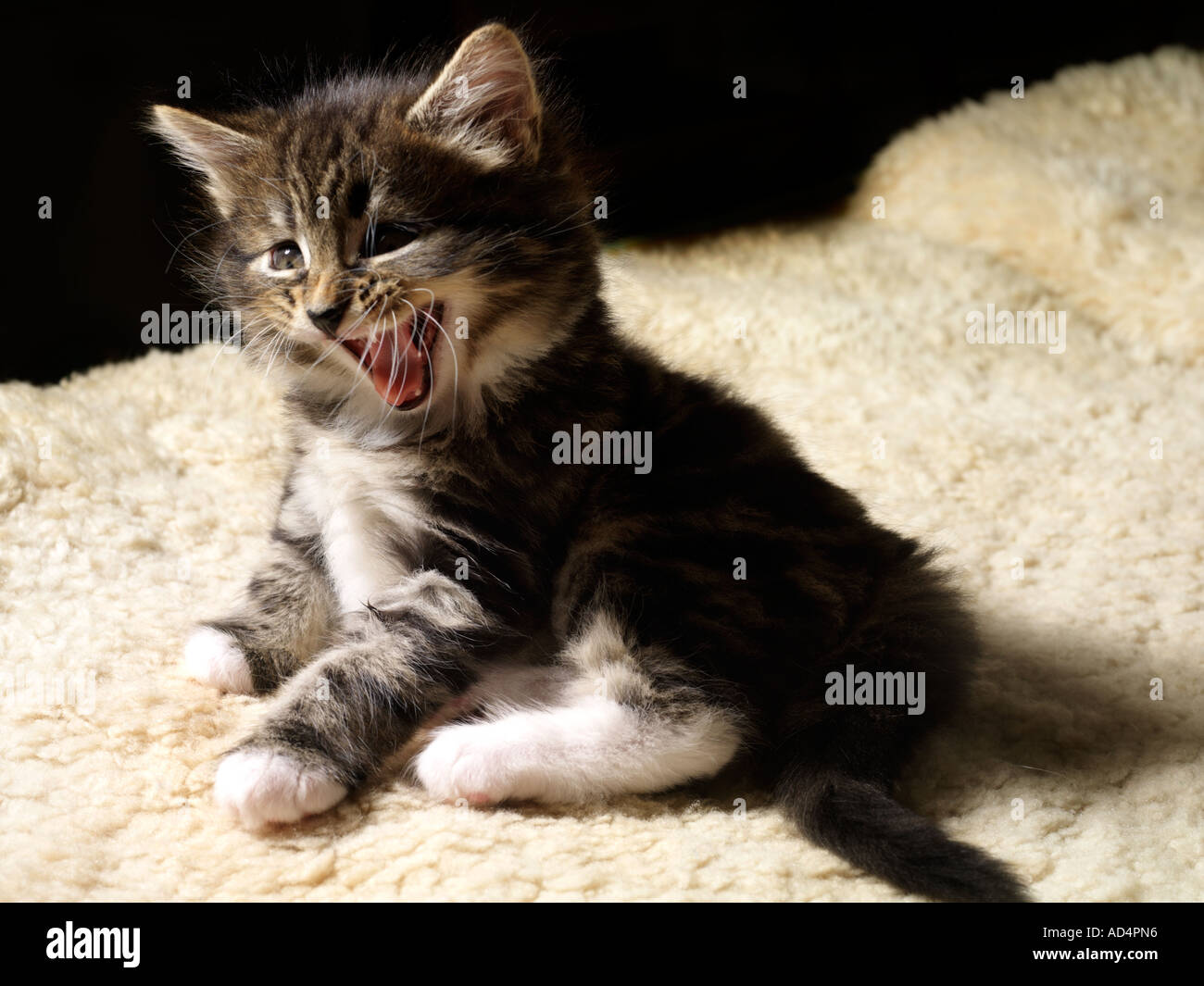 Silver Tabby Kitten Stock Photo - Alamy