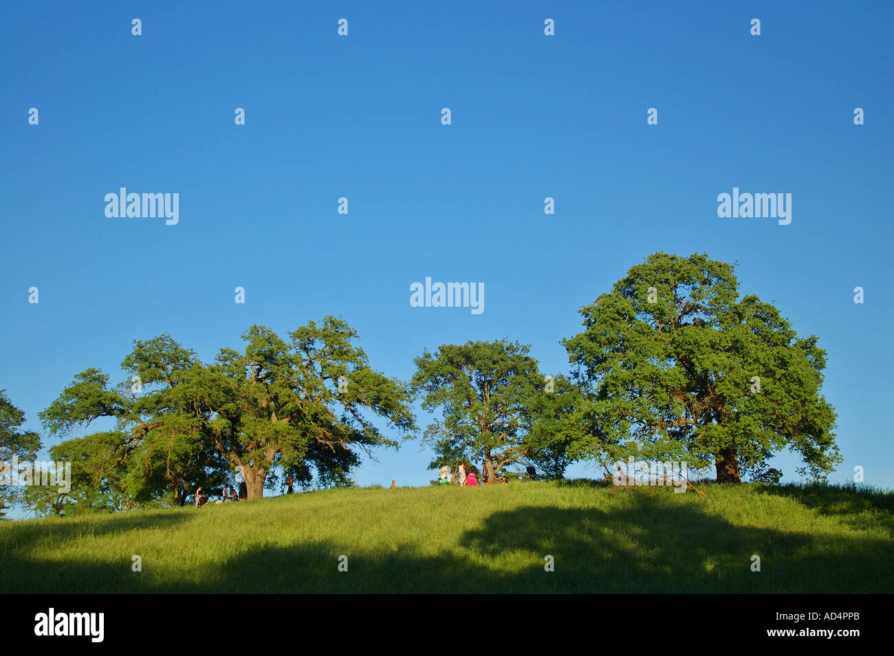Some people under the oak trees at Fair Oaks Bluff California Stock