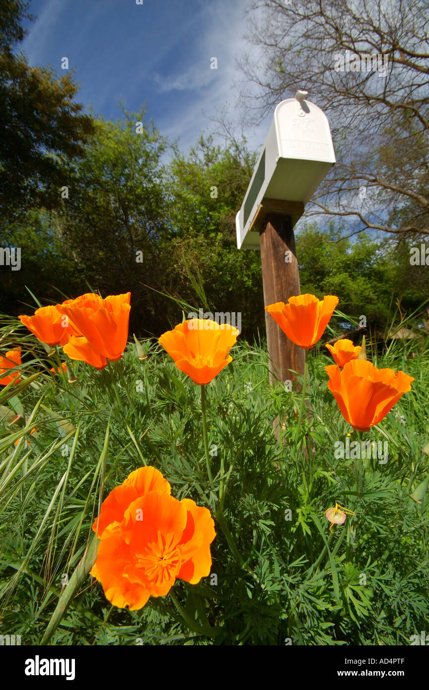Spring Mailbox Mailbox in spring yellow hi-res stock photography and images - Alamy