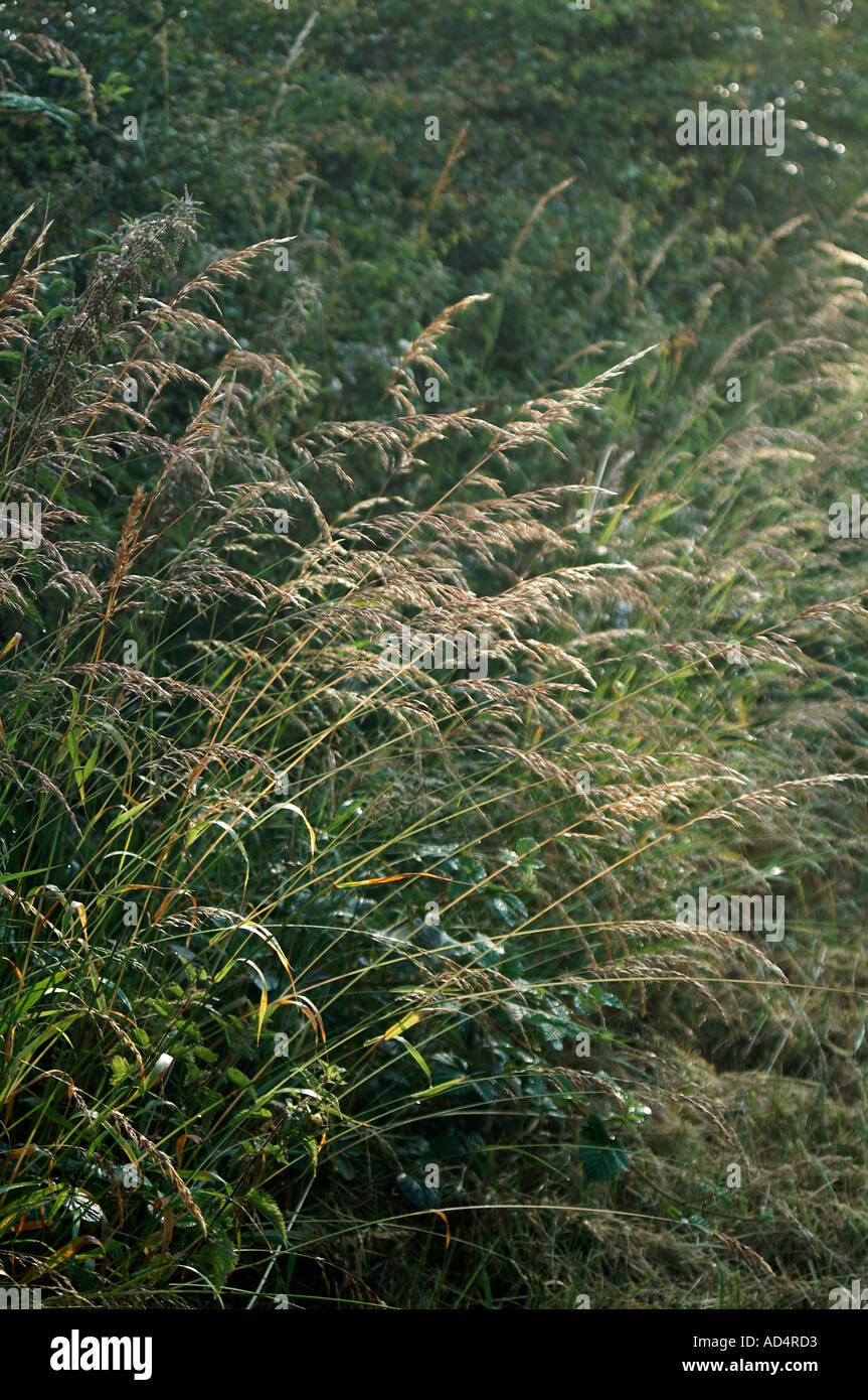 Yorkshire fog grass or Holcus lanatus grasses Stock Photo