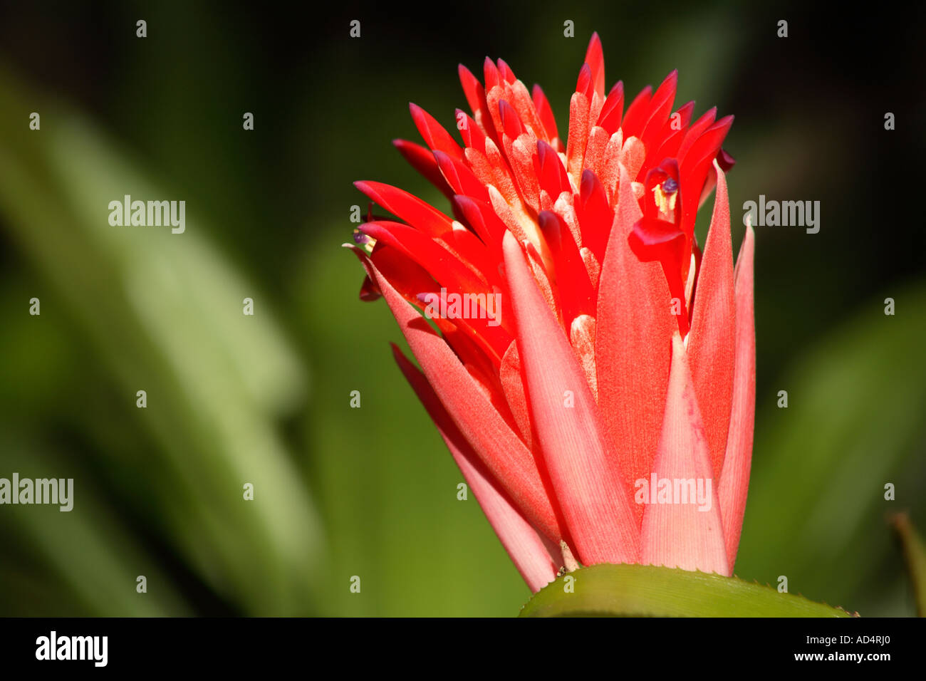 Red Bromeliad Flower, Billbergia pyramidalis Stock Photo