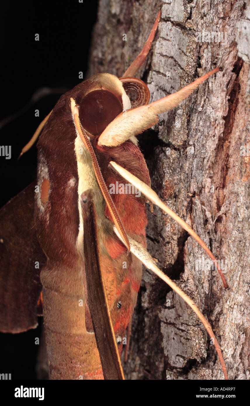 Hawkmoth showing the head antennae and proboscis Stock Photo