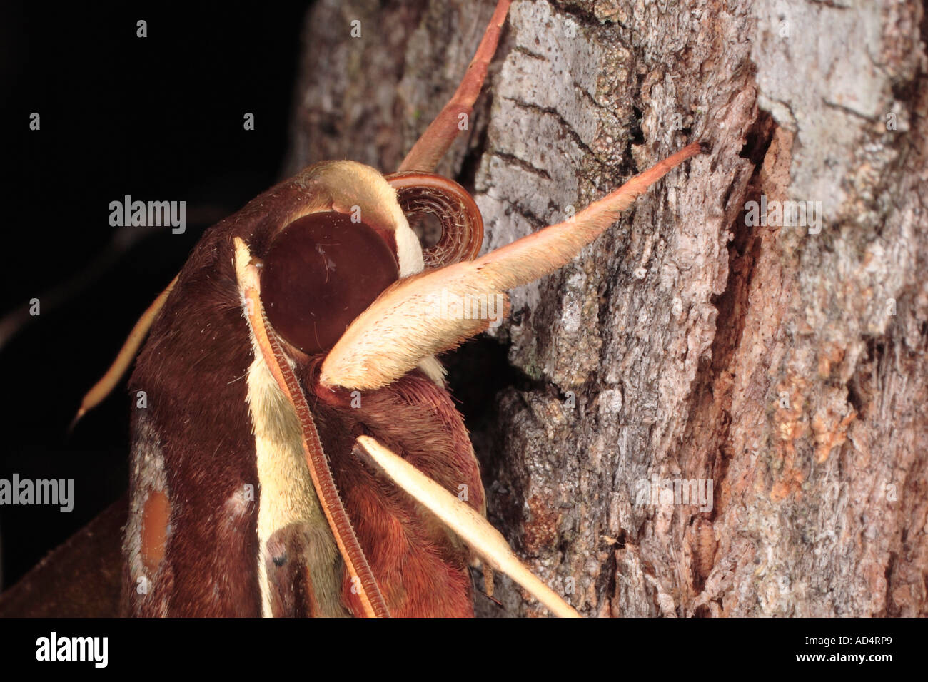 Hawkmoth Face showing the eye antennae and proboscis Stock Photo