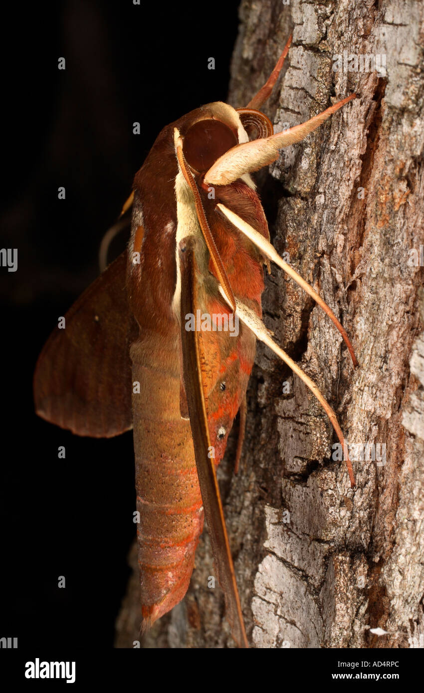 Hawkmoth showing the antennae and proboscis Stock Photo