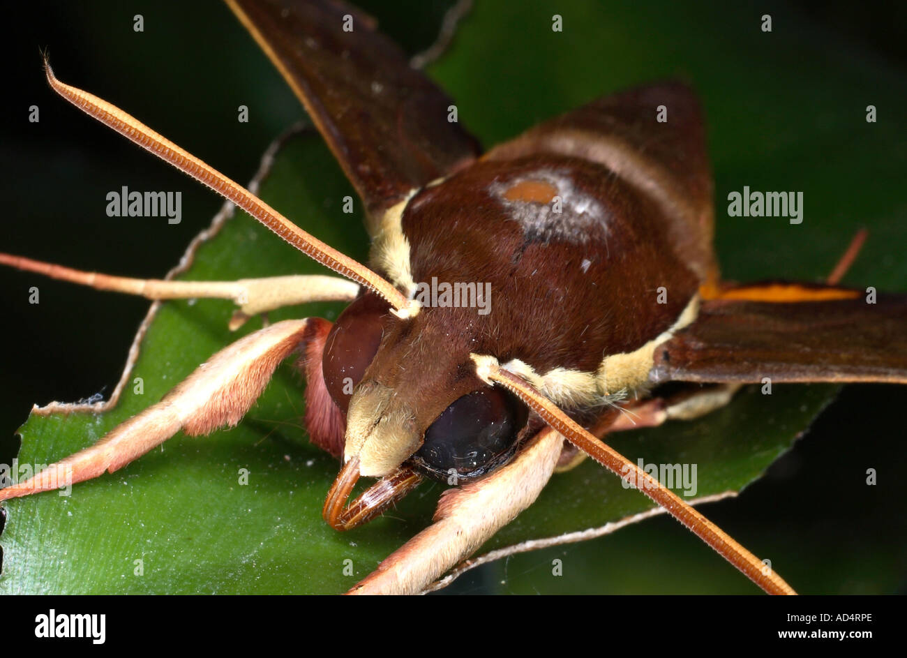 White-Brow Hawkmoth, Gnathothlibus erotus, closeup showing the head antennae and proboscis Stock Photo