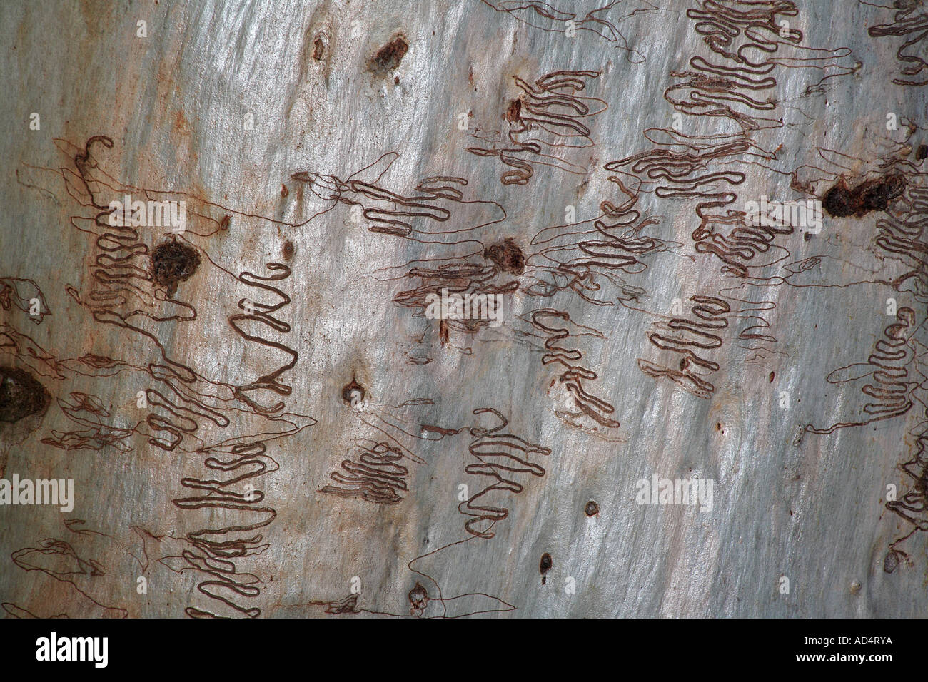 Scribbly Gum Moth larvae, Ogmograptis scribula, on a Ghost Gum Tree Trunk, Coffs harbour, NSW, Australia Stock Photo