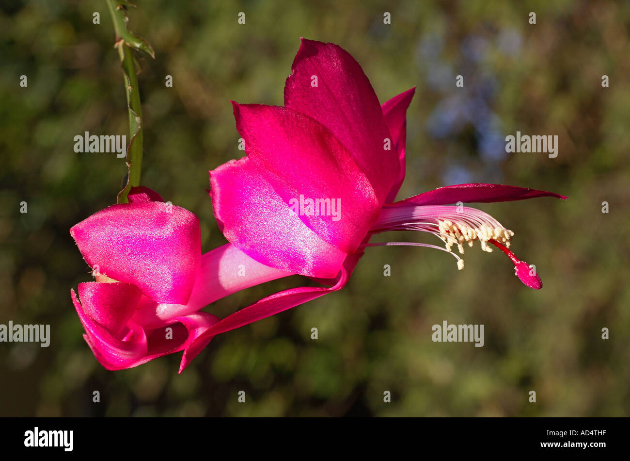 Pink Zygocactus Flower Stock Photo Alamy