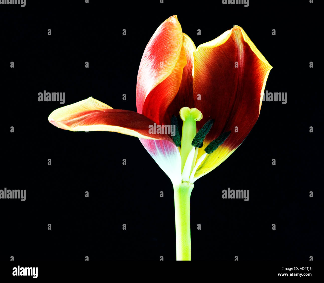 Wilt tulip hi-res stock photography and images - Alamy