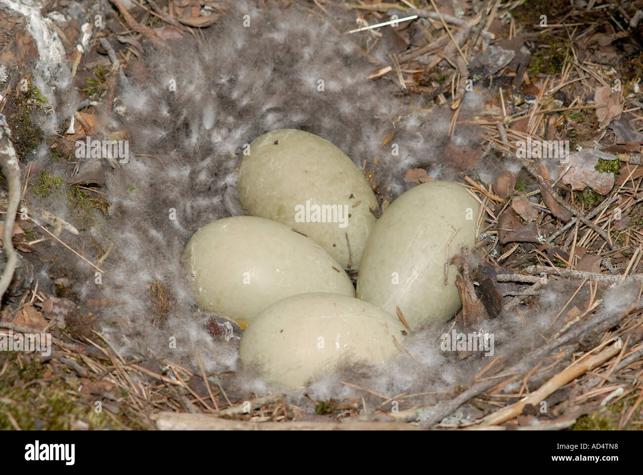 eider-somateria-mollissima-duck-eggs-stock-photo-alamy