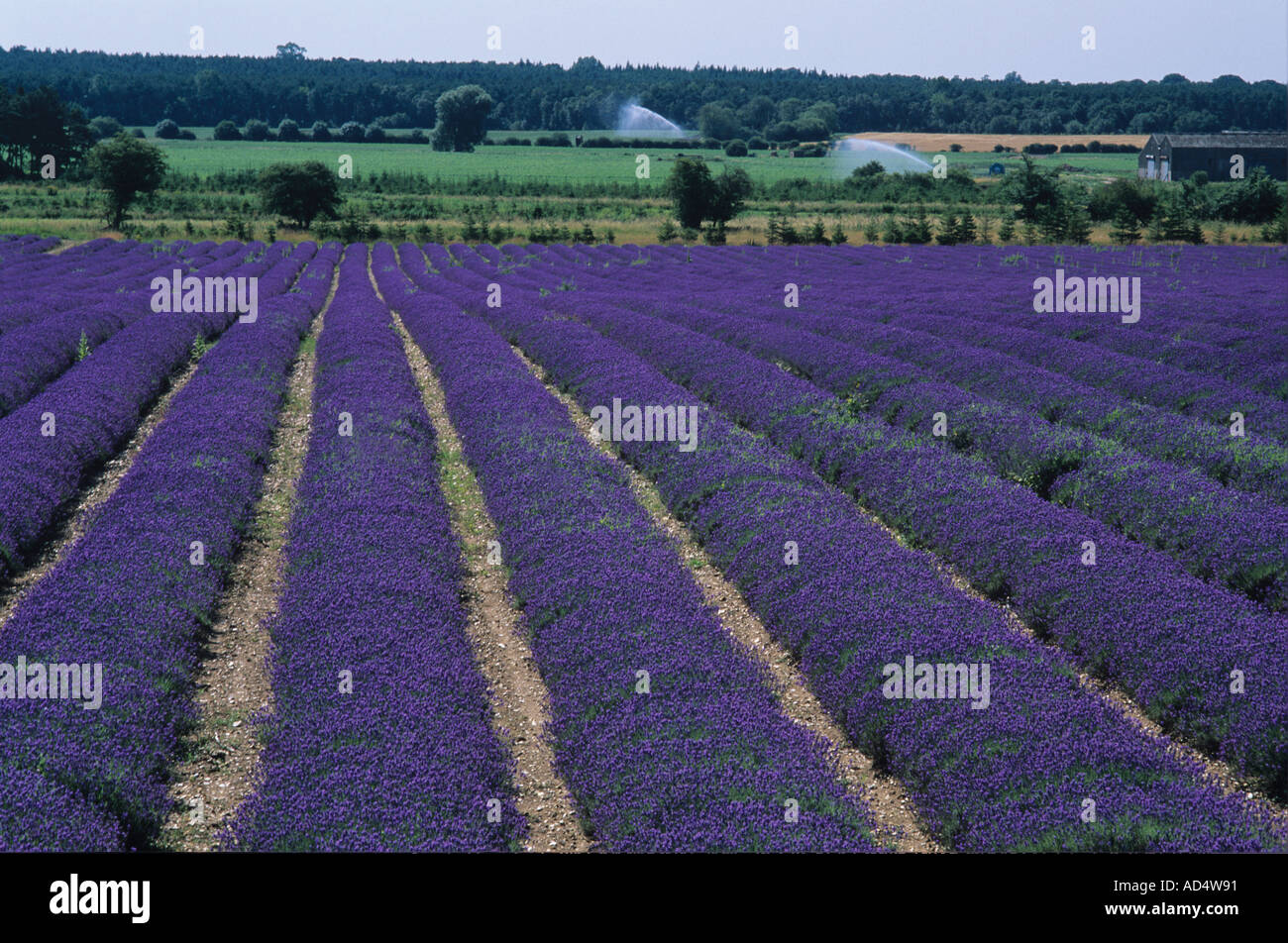 50 acre field 20 hectars of lavender in blossom on the Sandringham Estate north of King s Lynn Norfolk Stock Photo