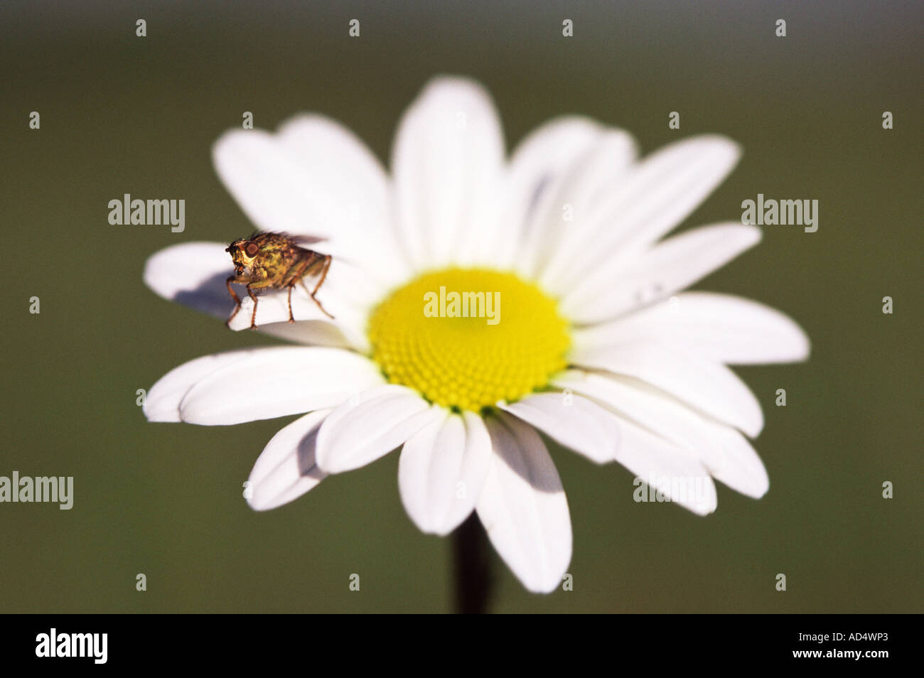 Moon Daisy with Yellow dung-fly Stock Photo