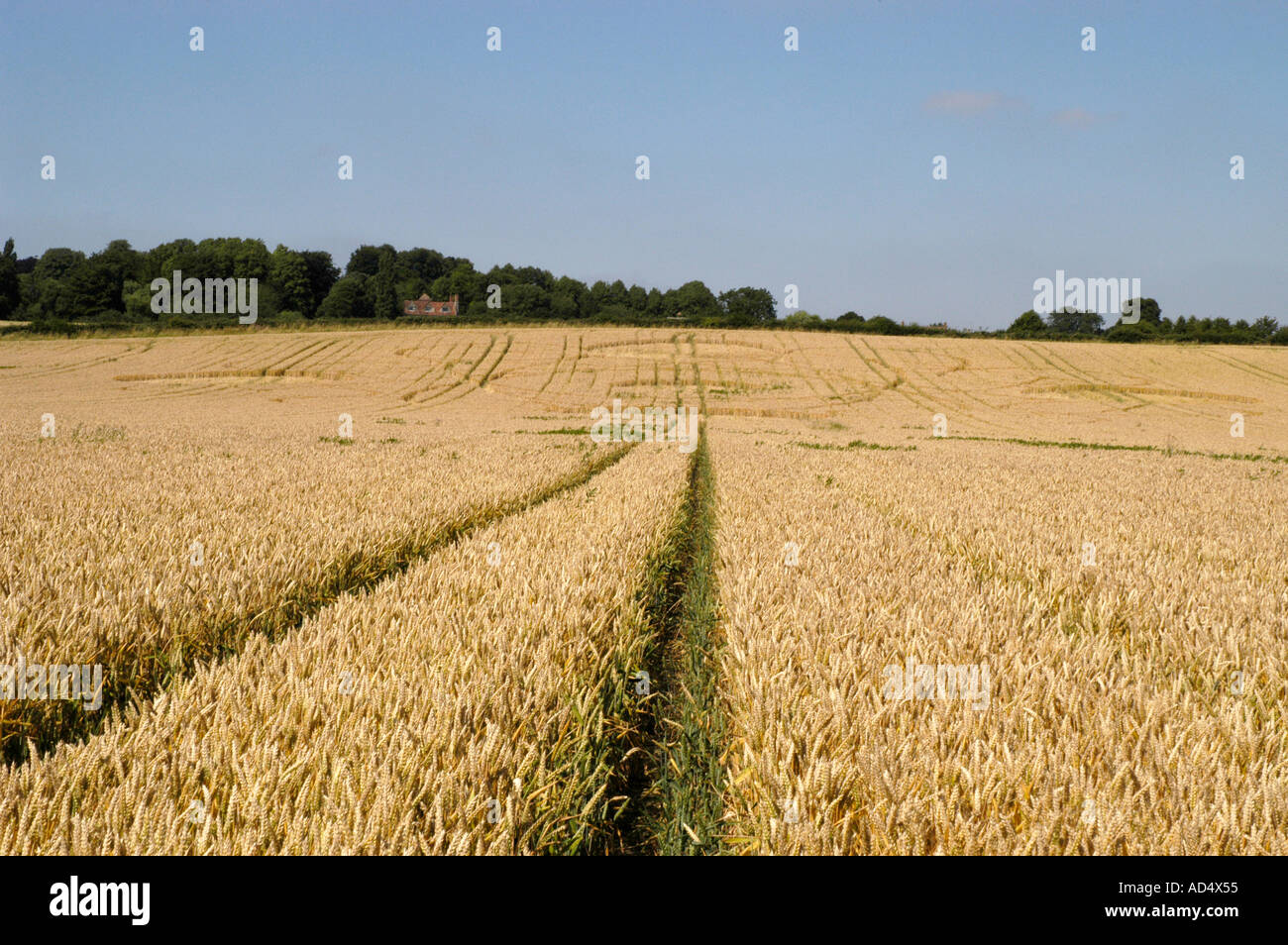 Crop circles in a wheat field at Garsington near Oxford in July 2005 Stock Photo
