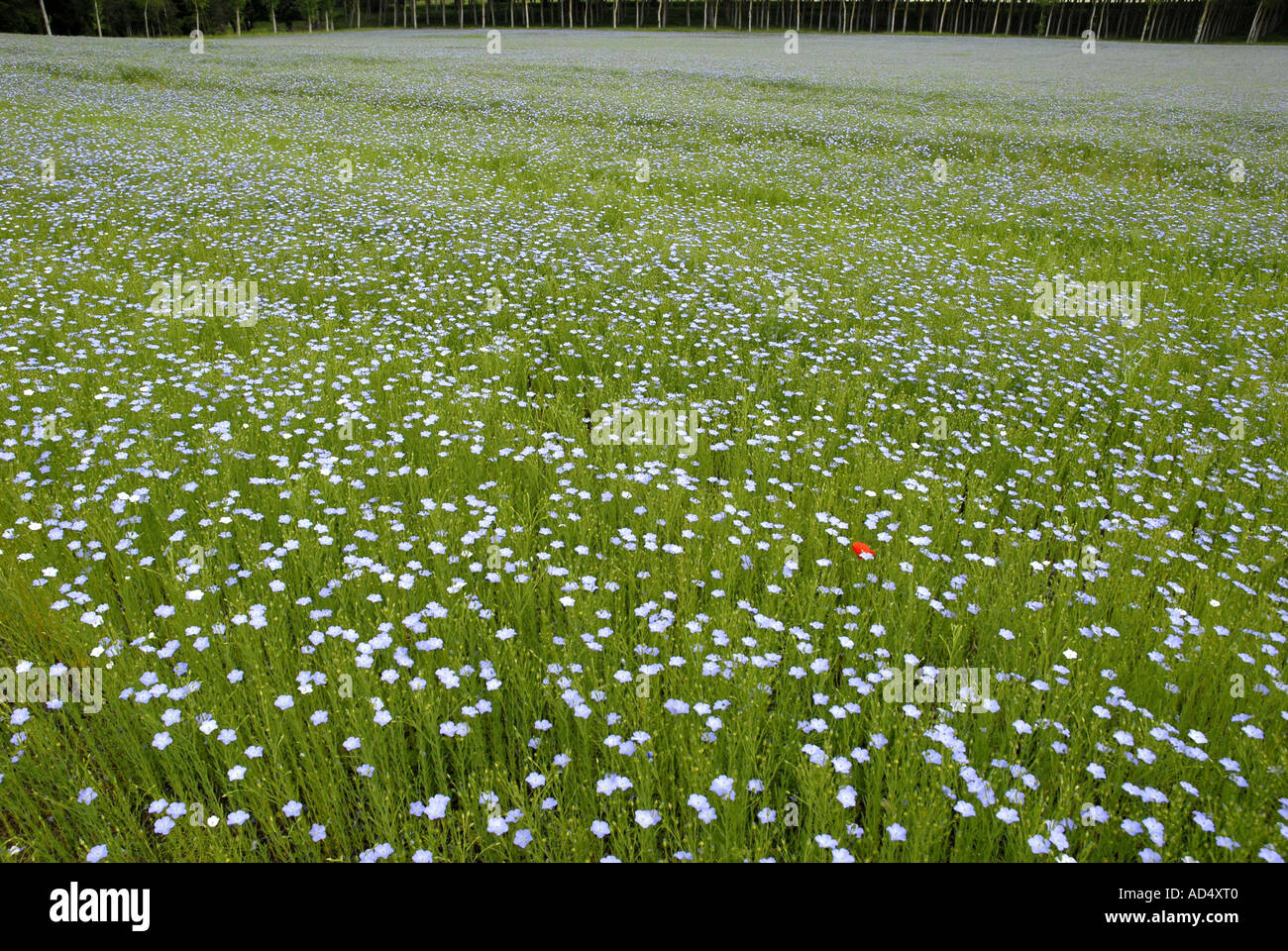 Field wild flowers loire valley hi-res stock photography and images - Alamy