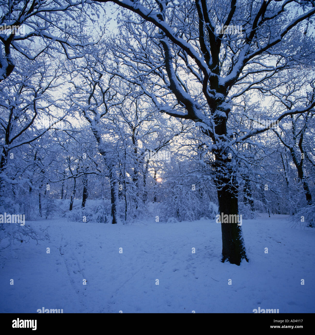 Snow Woodland in soft canopy of snow oak wood S Stock Photo