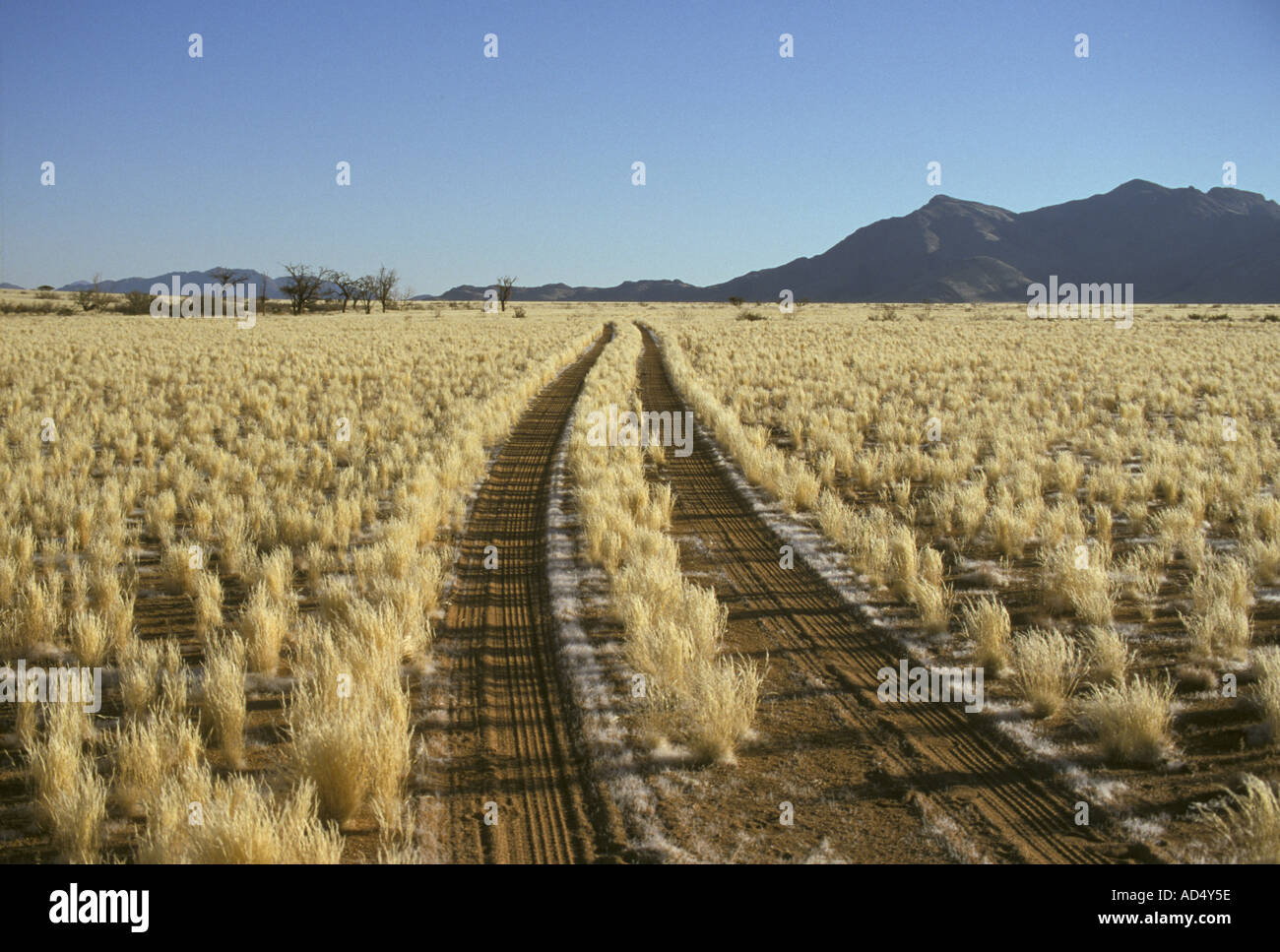 Desert Vehicle track through Namib landscape Namibia Stock Photo Alamy