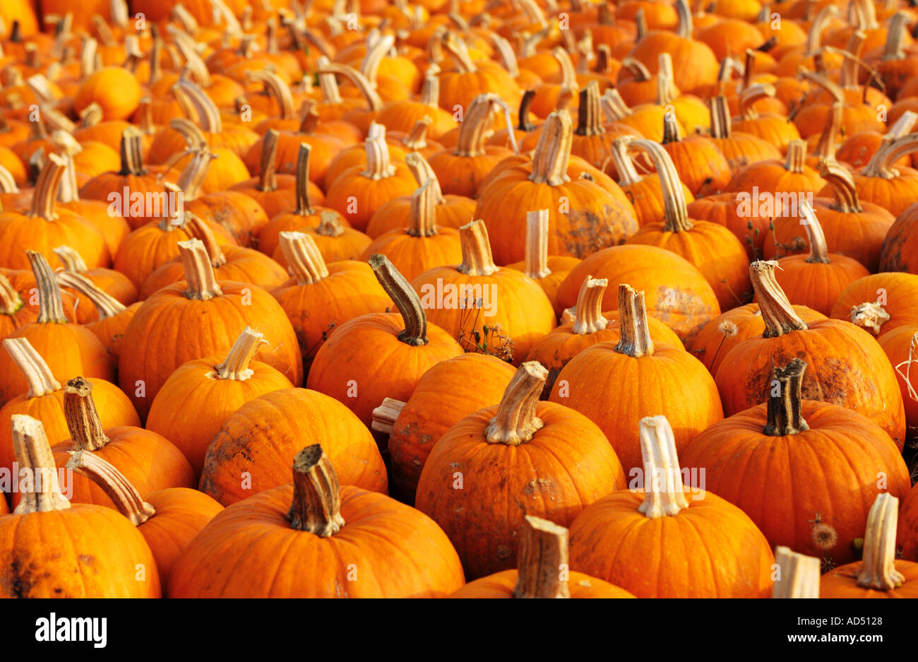 background of fall pumpkins Stock Photo