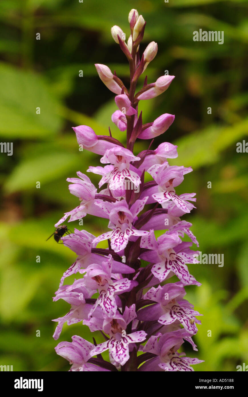 Wild Mountain Orchid Growing In Sutjeska National Park Bosnia Herzegovina Stock Photo Alamy