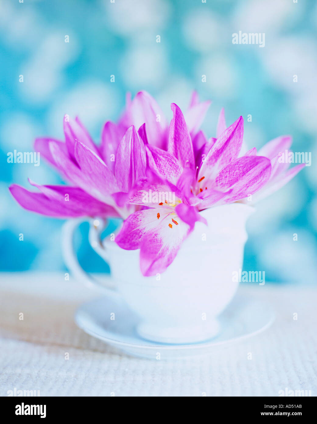 Flowers still life Stock Photo