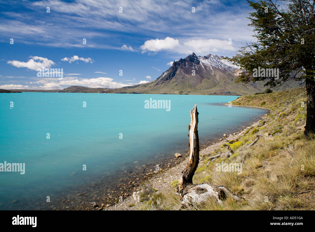Tree Begrao Lago Belgrano High Resolution Stock Photography and Images - Alamy