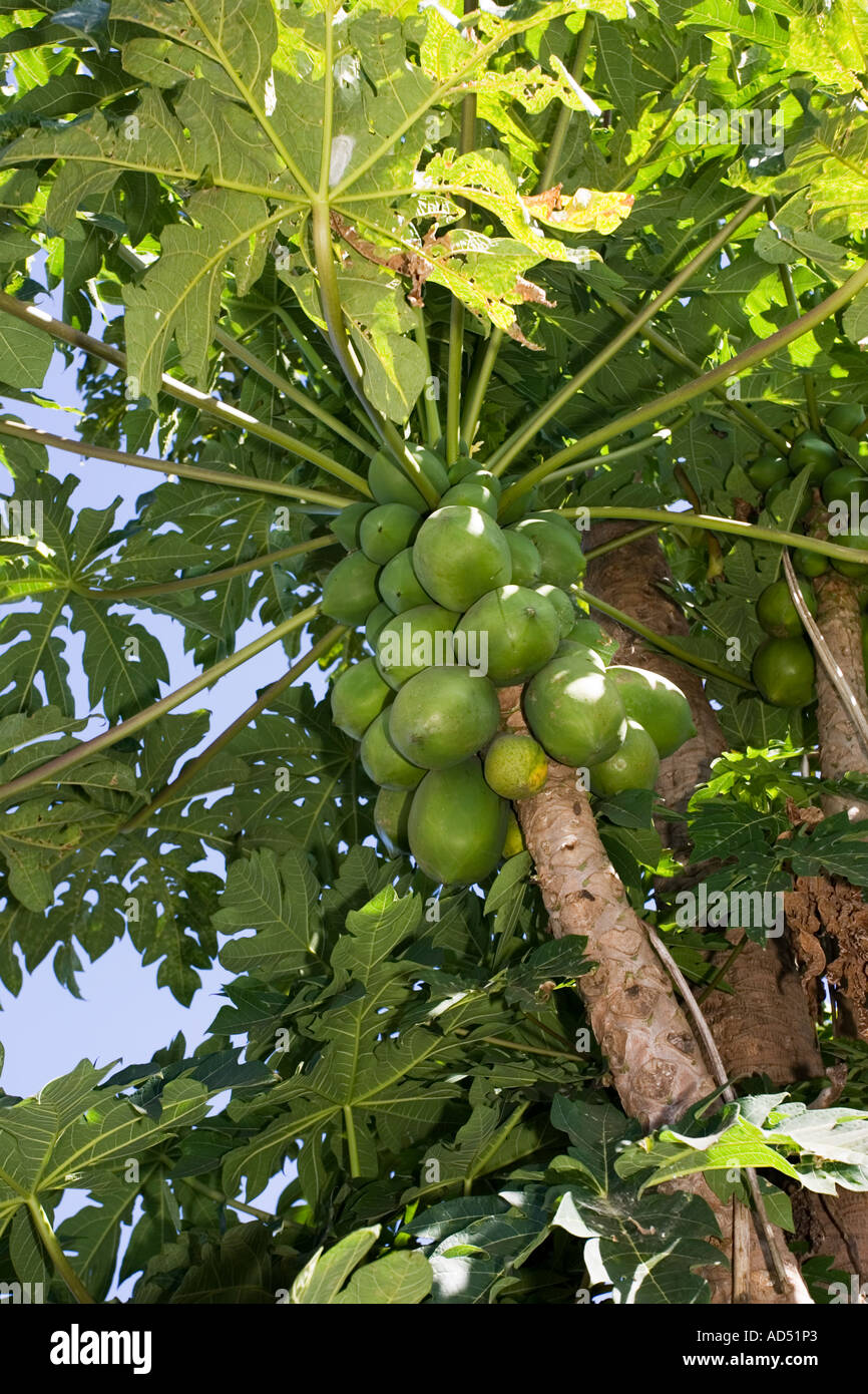 Pawpaw africa hires stock photography and images Alamy